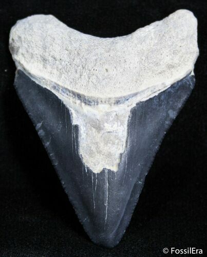 Inch Bone Valley Megalodon Tooth - Serrated #2438